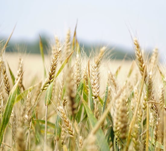 FAO: Global food imports to cost 2.2% more in 2024