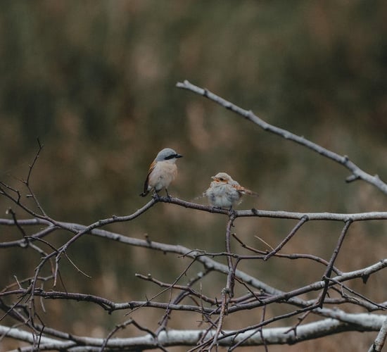 Avoid dead birds to protect against bird flu - HSE