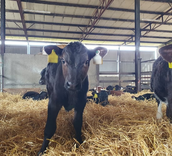 Risk of pneumonia increasing as calf pens fill up