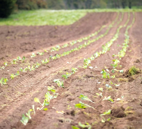 Limerick catering company plants first vegetable crop