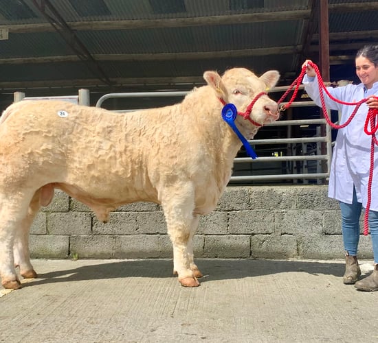 Mayo breeder takes top price at Charolais sale in Tuam