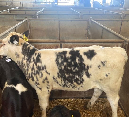 Strong showing of older calves at Enniscorthy Mart