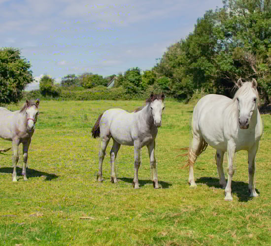 Horse Sport Ireland launches 2023 breeding initiatives