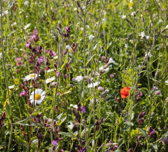 DAFM offers €2m contract for habitats and biodiversity programme