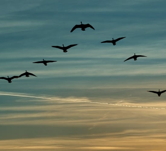 Return of migratory birds mapped out by ESRI