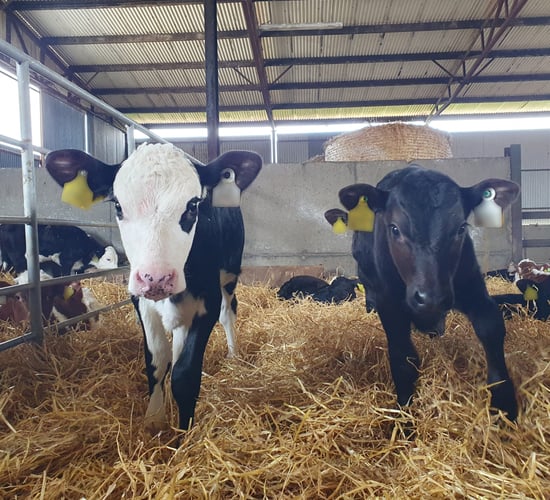 Arthur: 42-day TB testing requirement is affecting calf markets