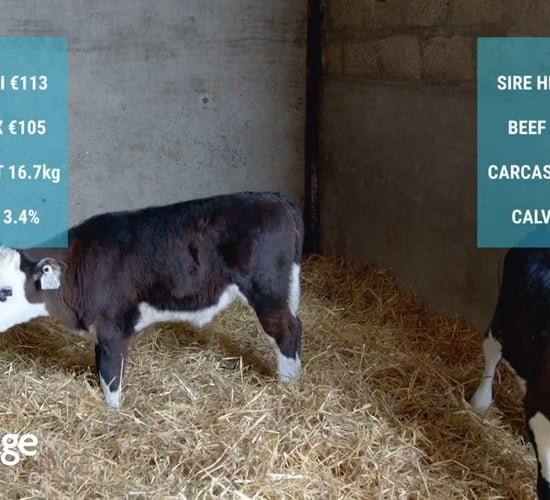 Video: Getting free extra weight gain on dairy-beef