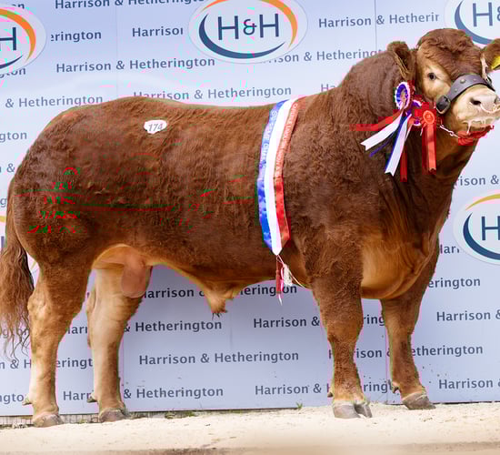 NI Limousin bull sells for 52,000gns at Carlisle sale