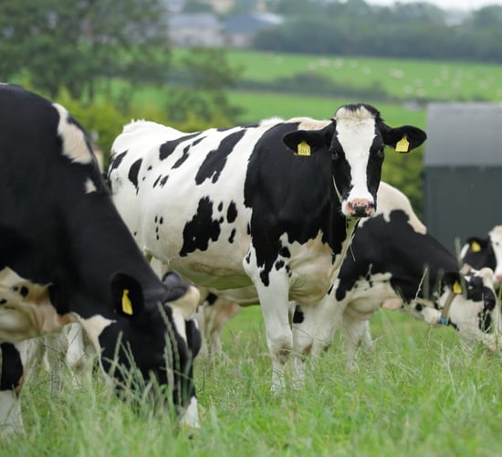 Kerry Dairy Ireland confirms milk price for July supplies