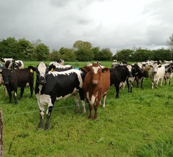 Call for research on commercial potential of native breeds