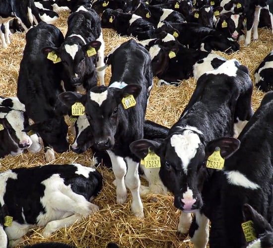 65% of the calves born in 2022 were born to dairy dams