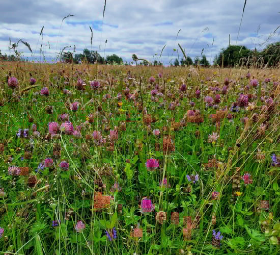 Meadows can store 500% more carbon than pure grassland