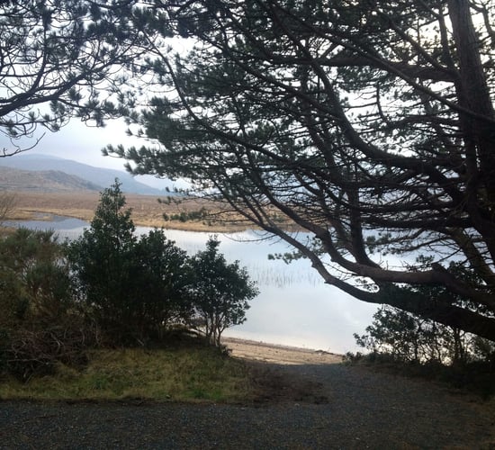 Native Scots Pine 'return' to Glenveagh National Park