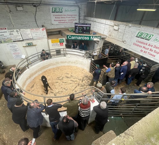 Mart report: Over 800 calves on offer at Carnaross