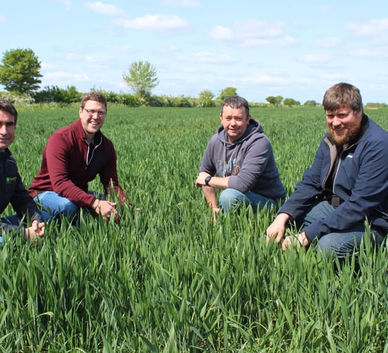 Trials to control blackgrass underway in the UK