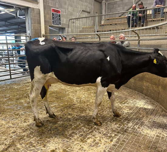 In pictures: Tomacork production sale in Carnew