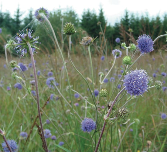 Celebrate Ireland's peatlands this International Bog Day