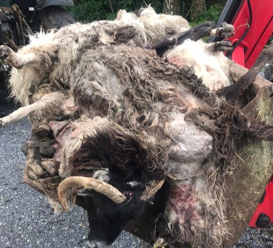 Galway sheep kill: 'I'm just waiting for the dogs... They'll be back'