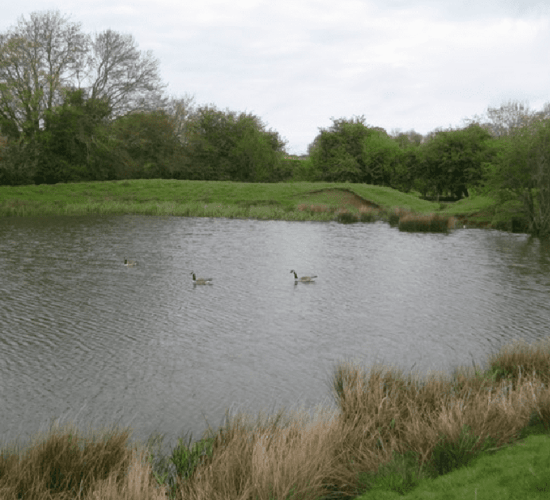 'Hare's Corner' biodiversity initiative launched in Mayo