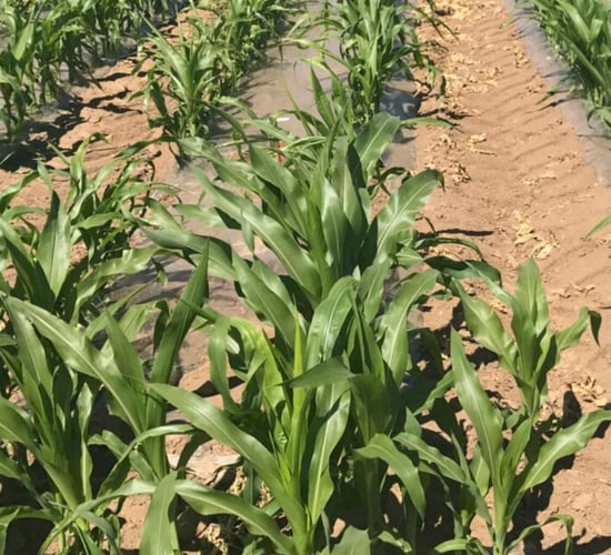 Late spring cropping choices for tillage farmers