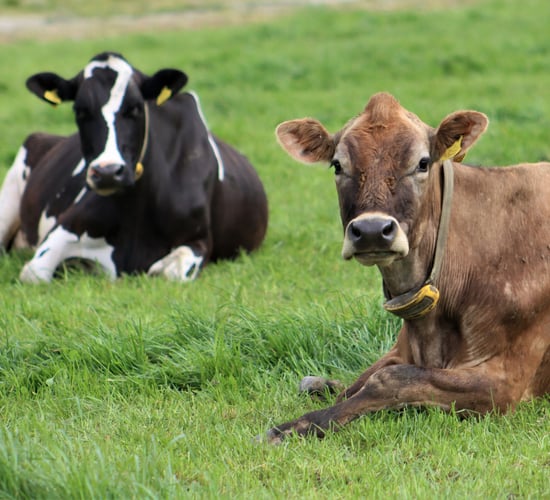 Increasing first serve conception on west Cork farm
