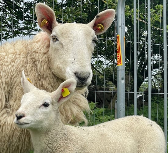 Budget 2024: Sheep funding welcome but more needed - ICSA