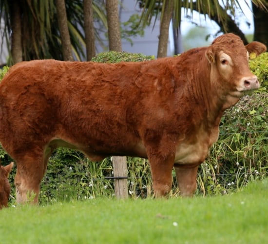 Birth herd of Kingbull to host sale this weekend