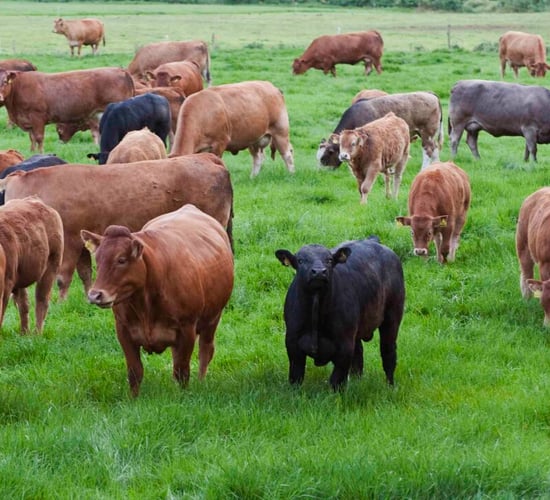 EBI and reduced slaughter age key to cut emissions and costs