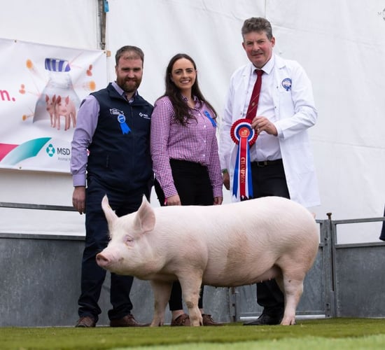 MSD Animal Health expands pig team