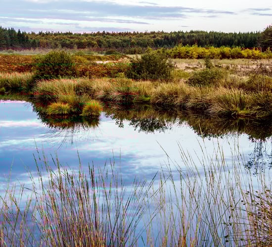 Nature Restoration Law: What are the next steps?