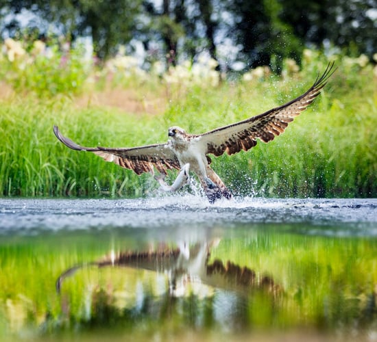Osprey reintroduction in Ireland set for July