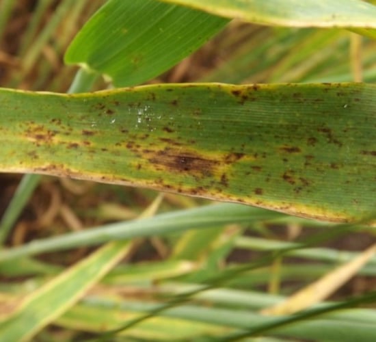 Broken weather driving disease pressure for crops