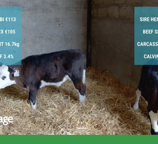 Getting free extra weight gain on dairy-beef cattle : Advantage Spring Dairy-Beef Series