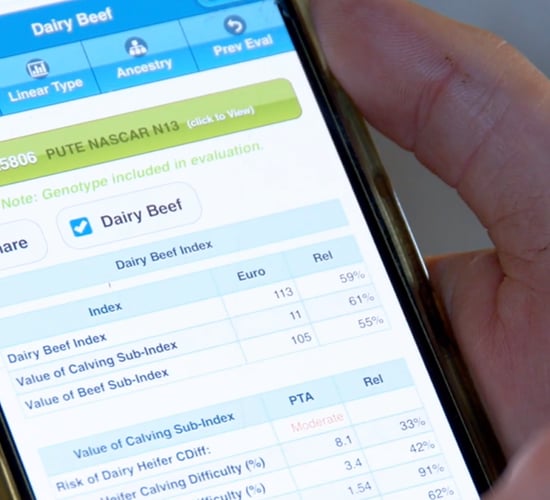 How to quickly search figures for an AI or stock bull : Advantage Spring Dairy-Beef Series