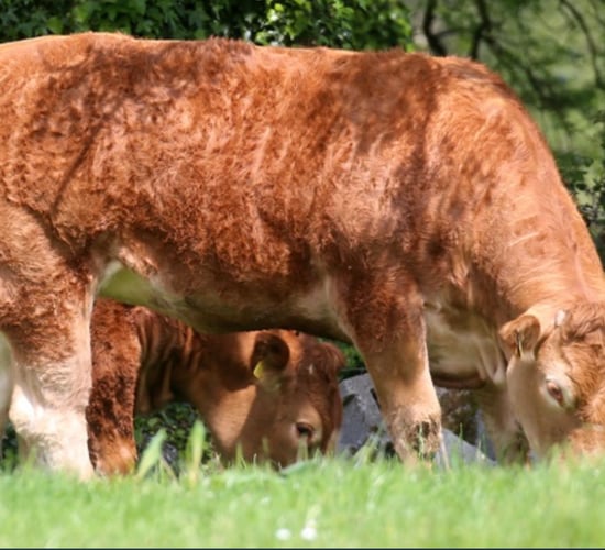 Kingbull-sired heifer takes top price at Gerrygullinane sale
