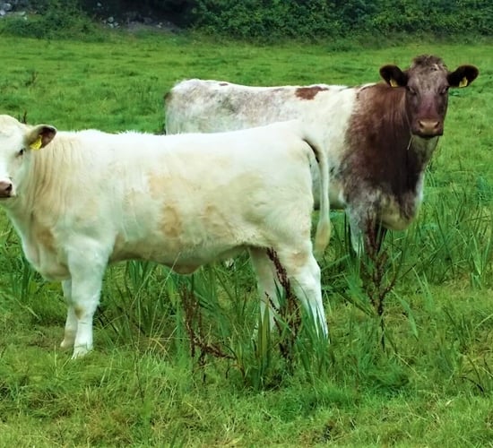 Shorthorn society to supply farmers with free AI straws