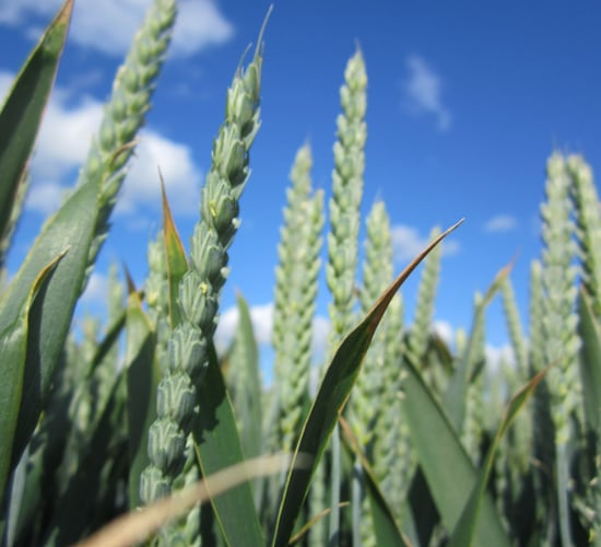 Potentially 'groundbreaking' seed treatments set for Ireland