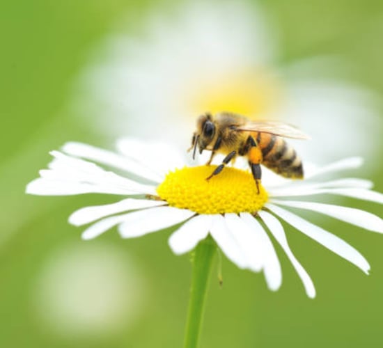 New guide on developing traditional orchards for pollinators