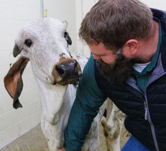 Scientists create calf with reduced susceptibility to BVDV