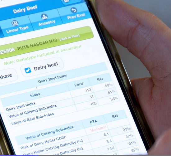 Video: How to quickly search figures for AI semen or stockbulls