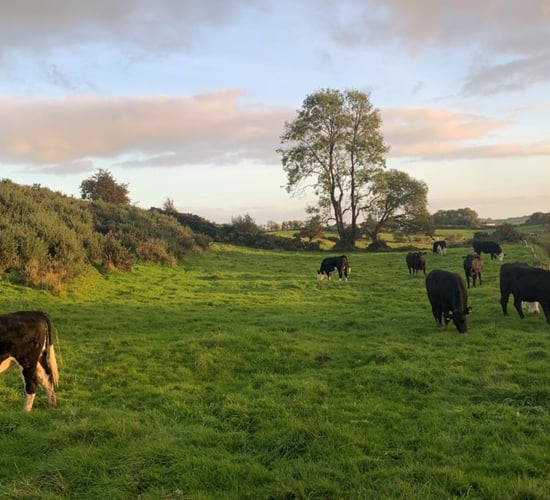 NI farmers advised to use up UK livestock tags before they become 'obsolete' in June