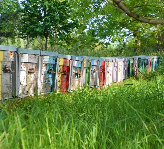 New programme launched to support beekeepers in Ireland