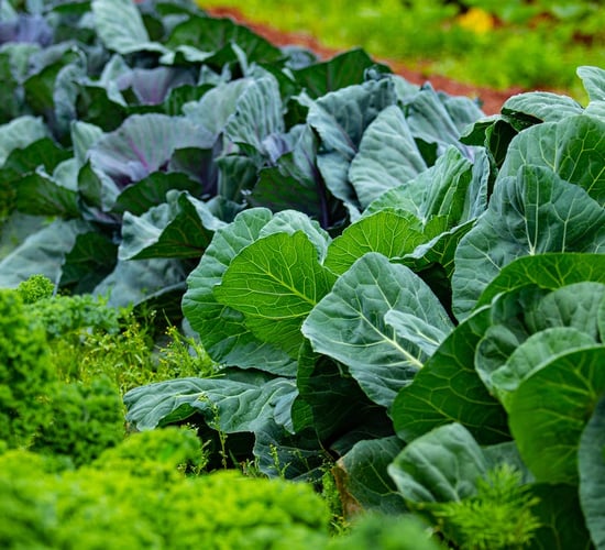 'Not possible' to support all horticulture sub sectors - minister