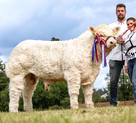 ‘Rising Stars’ head for new Charolais calf show