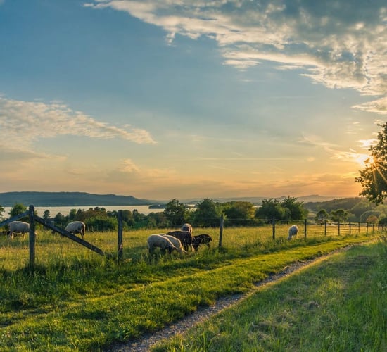 NIEA to provide 'case-by-case' advice until new ammonia strategy approved