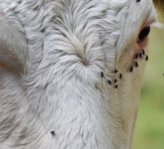 Cattle and sheep numbers down on 2023 while pig numbers up