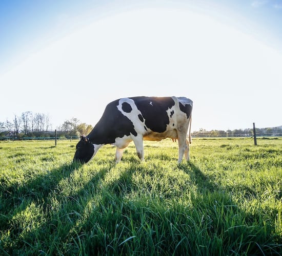 Claim that emissions targets could lead to less food production
