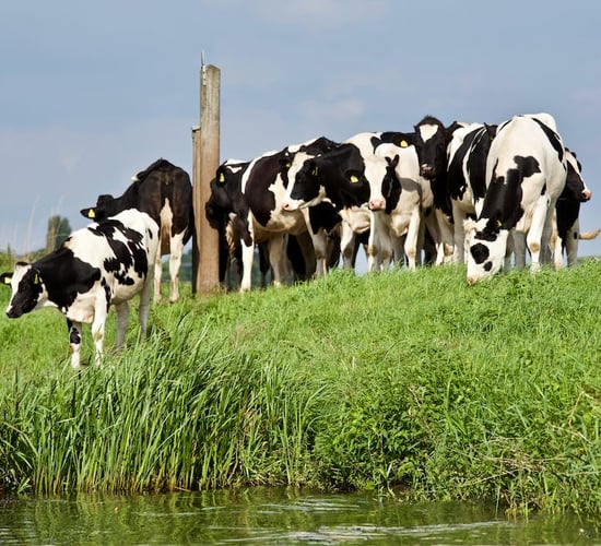 Livestock's role in global society focus of Galway conference
