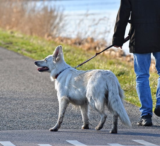 ISPCA welcomes launch of 'major' campaign for dog owners