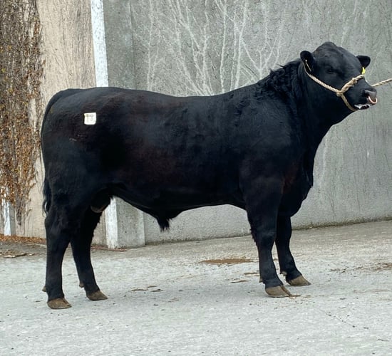 Angus bulls average €3,660 and associations' Nenagh sale